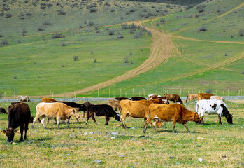 Fototapeta premium Herd of cows at poor green meadow. Environmental and livestock