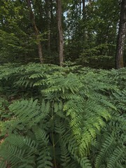 A close-up of a fern in a dark forest, with sunbeams shining through the green leaves. A natural and beautiful background of woodland plants.