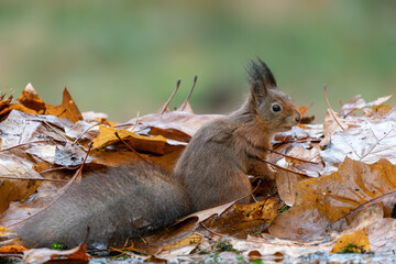 Beautiful Red Squirrel (Sciurus vulgaris) in a forest covered with colorful leaves . Autumn day in...