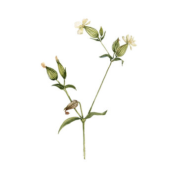 watercolor drawing plant of white campion with green leaves and flowers, Silene latifolia , isolated at white background, natural element, hand drawn botanical illustration
