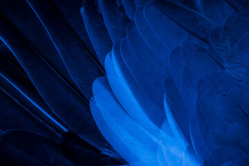 blue feather pigeon macro photo. texture or background