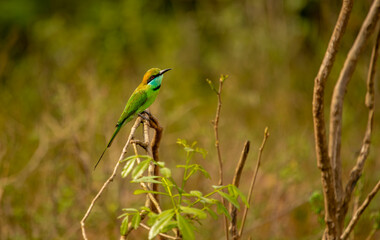 The blue-tailed bee-eater (Merops philippinus) is a near passerine bird in the bee-eater family Meropidae. It is widely distributed across South and Southeast Asia,Bird in Thailand.