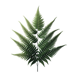 fern leaf png no background
