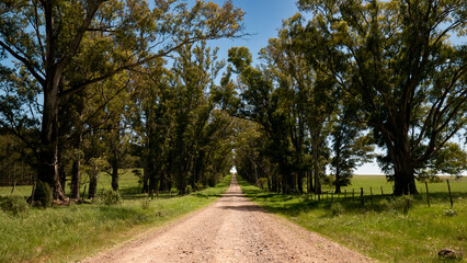 Fototapeta na wymiar Camino rural con árboles a los lados