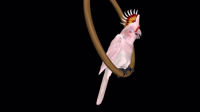 Talking Parrot - Pink Cockatoo - Swinging Loop - Realistic naturalistic 3D animation isolated on transparent background with alpha channel