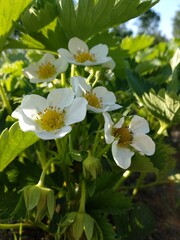 strawberry blossoms in the garden