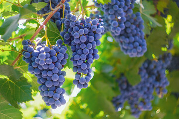 Wine grapes on a vine near Fresno, California.