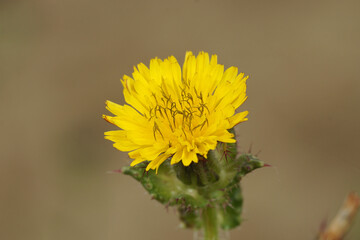 Closeup on the yellow flower of a bristly or prickly oxtongue, Helminthotheca echioides