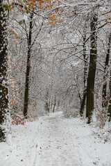Explore the Enchanting Blizzard: Snow-Covered Stuttgart Hiking Trails in the Forest, Winter Wilderness Adventure