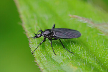 Closeup on a dark White-winged Bibio leucopterus sitting on a green leaf