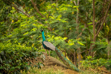 Fototapeta premium Peacock is the name given to two species of birds from the Pavo genus from the pheasant family. During the courtship period, the male peacock is known for his tails, which he displays openly.