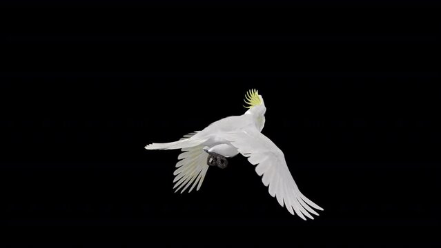 White Parrot Bird - Sulfur Crested Mathews Cockatoo - Flying Loop - Back Angle View CU - Realistic naturalistic 3D animation isolated on transparent background with alpha channel
