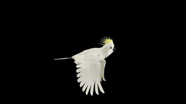 White Parrot Bird - Sulfur Crested Mathews Cockatoo - Flying Loop - Side View CU - Realistic naturalistic 3D animation isolated on transparent background with alpha channel
