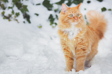 A playful ginger tabby cat frolics in the snow on a winter day in Scotland, UK.