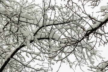 Snow-covered bare branches of a tree after the onset of winter in Bavaria