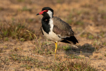 Red-throated plover, Red-crested plover (Hoplopterus indicus, Vanellus indicus), standing on the ground