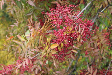 Red berries on a tree branch that is of a bumper crop this year. Growing season extended by delay in killing frost. 