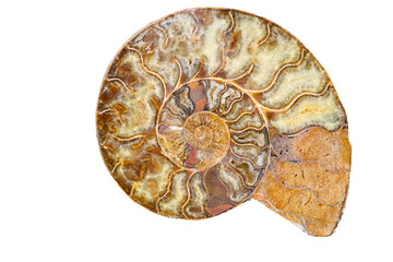 Veersteinertes Geh&auml;use eines Kopff&uuml;sslers