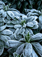 Fototapeta premium frost on leaves