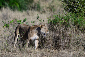 Lioness standing in Serengeti savannah in dry season, Tanzania