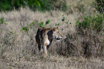 Lioness standing in Serengeti savannah in dry season, Tanzania