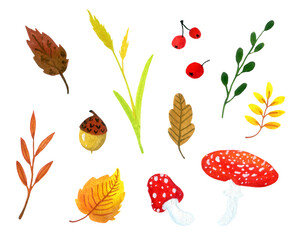 set of decorative autumn elements - herbs, leaves, acorns, berries and fly agarics on a white background