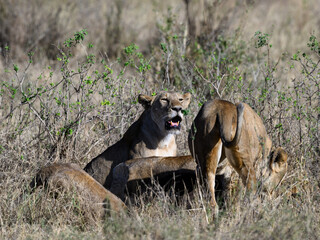 Female lions in Serengeti savannah in dry season, Tanzania