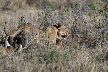 Female lions in Serengeti savannah in dry season, Tanzania