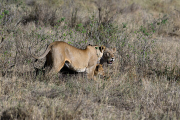 Female lions in Serengeti savannah in dry season, Tanzania