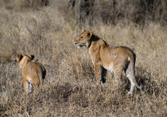 Female lions in Serengeti savannah in dry season, Tanzania