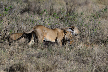 Female lions in Serengeti savannah in dry season, Tanzania