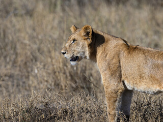 Fototapeta premium Lioness closeup portrait in Serengeti savannah in dry season, Tanzania