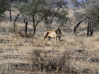 Lioness standing in Serengeti savannah in dry season, Tanzania