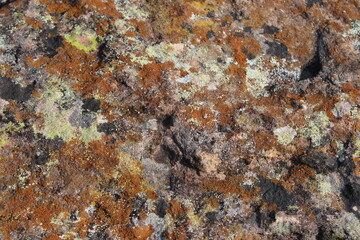 Lichen growth on rocks first life forms to colonize new rocks found in mountains. These rocks act as barriers along a roadway but their textures are great as artwork. 