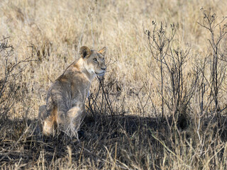 Lion cubs  in Serengeti savannah in dry season, Tanzania