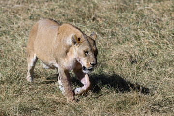 Lioness walking in Serengeti savannah in dry season, Tanzania