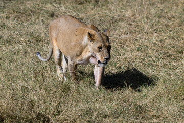 Lioness walking in Serengeti savannah in dry season, Tanzania