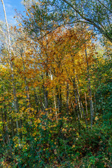 Park Rich Autumn Colors