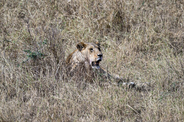 Lioness resting in Serengeti savannah in dry season, Tanzania