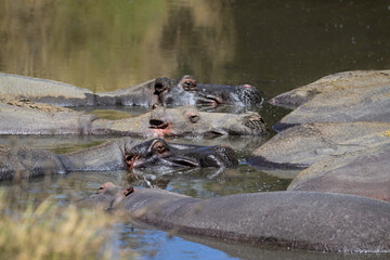 Group of hippopotamus resting in water, Tanzania
