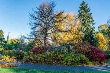 Kubota_Autumn_Trees 4