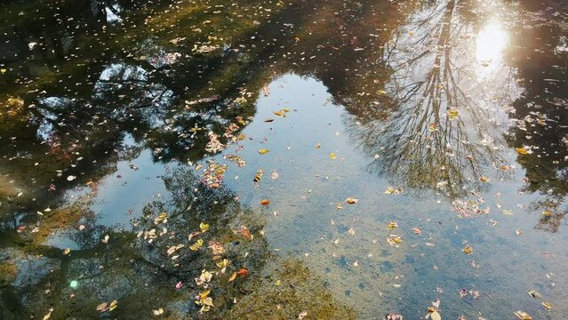 小石川後楽園　渡月橋周辺の水面に映る松の木と浮かぶ木の葉