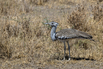 Kori Bustard in Serengeti Savannah in dry season in Tanzania