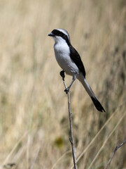 Gray-backed Fiscal on a stick in Serengeti Savannah in dry season in Tanzania