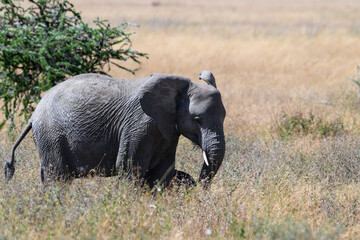 African Elephant in Serengeti Savannah in dry season in Tanzania