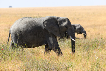 Naklejka na ściany i meble African Elephants in Serengeti Savannah in dry season in Tanzania