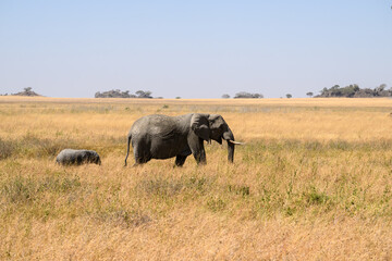 African Elephant with calf in Serengeti Savannah in dry season in Tanzania