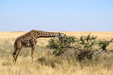 Masai Giraffe foraging in Serengeti Savannah in dry season in Tanzania