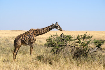Masai Giraffe foraging in Serengeti Savannah in dry season in Tanzania