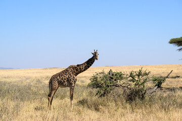Naklejka na ściany i meble Masai Giraffe foraging in Serengeti Savannah in dry season in Tanzania